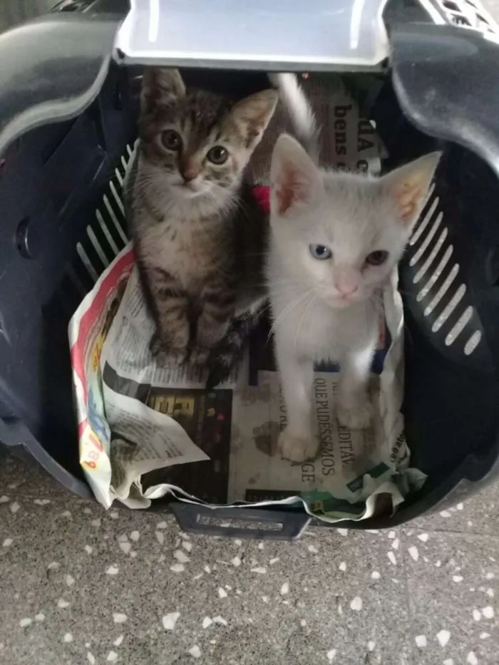 Gato ra a  idade 2 a 6 meses nome Não tem