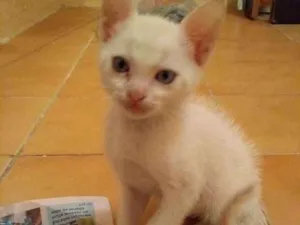 Gato raça  idade 2 a 6 meses nome Não tem