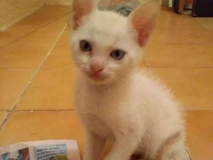 Gato ra a  idade 2 a 6 meses nome Não tem