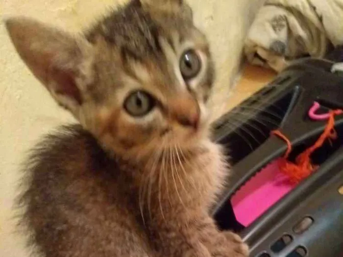 Gato ra a  idade 2 a 6 meses nome Não tem
