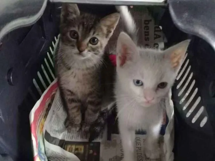 Gato ra a  idade 2 a 6 meses nome Não tem