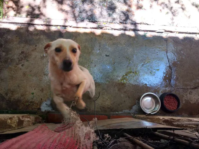 Cachorro ra a Indefinido idade 1 ano nome Indefinido