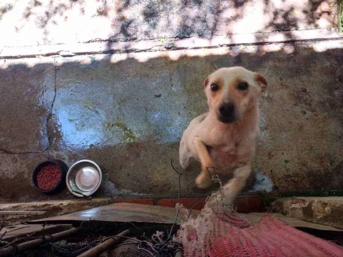 Cachorro ra a Indefinido idade 1 ano nome Indefinido