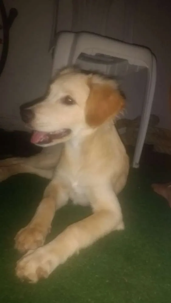 Cachorro raça SRD idade 2 a 6 meses nome Lua