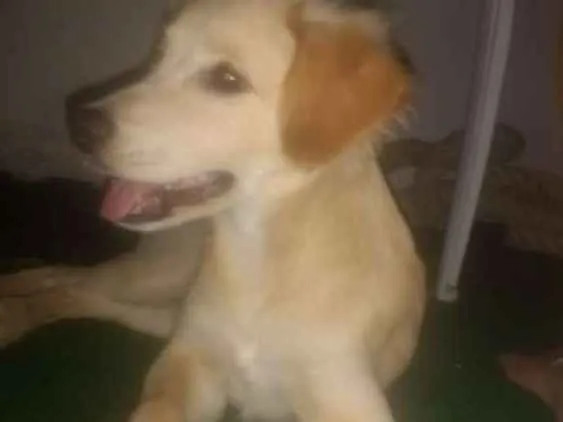 Cachorro raça SRD idade 2 a 6 meses nome Lua