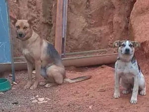 Cachorro raça Pastor alemão idade 2 a 6 meses nome Princesa e Figueira