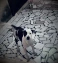 Pantera
