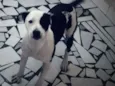 Pantera