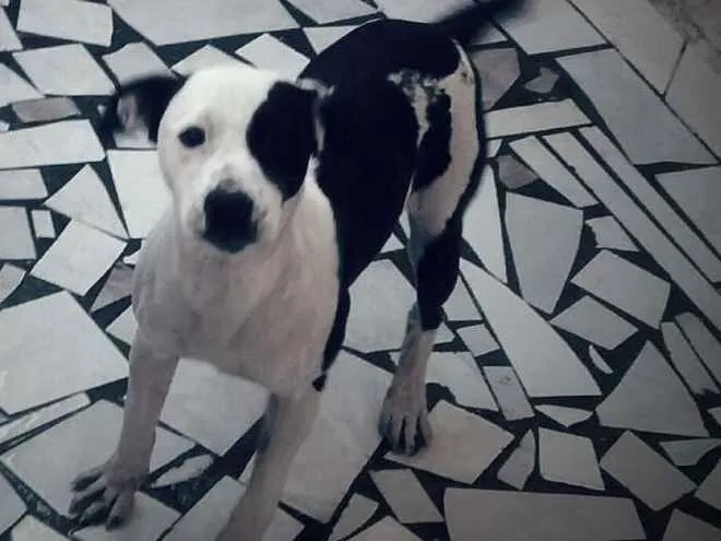 Cachorro ra a Pitbull misturado idade 7 a 11 meses nome Pantera