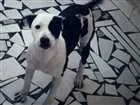 Cachorro raça Pitbull misturado idade 7 a 11 meses nome Pantera