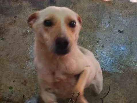 Cachorro ra a Indefinido idade 1 ano nome Indefinido