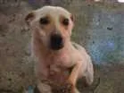 Cachorro raça Indefinido idade 1 ano nome Indefinido