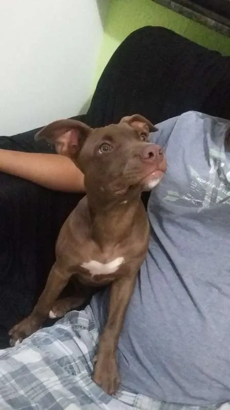 Cachorro ra a PITBULL idade 2 a 6 meses nome ZAFIRA