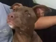 ZAFIRA