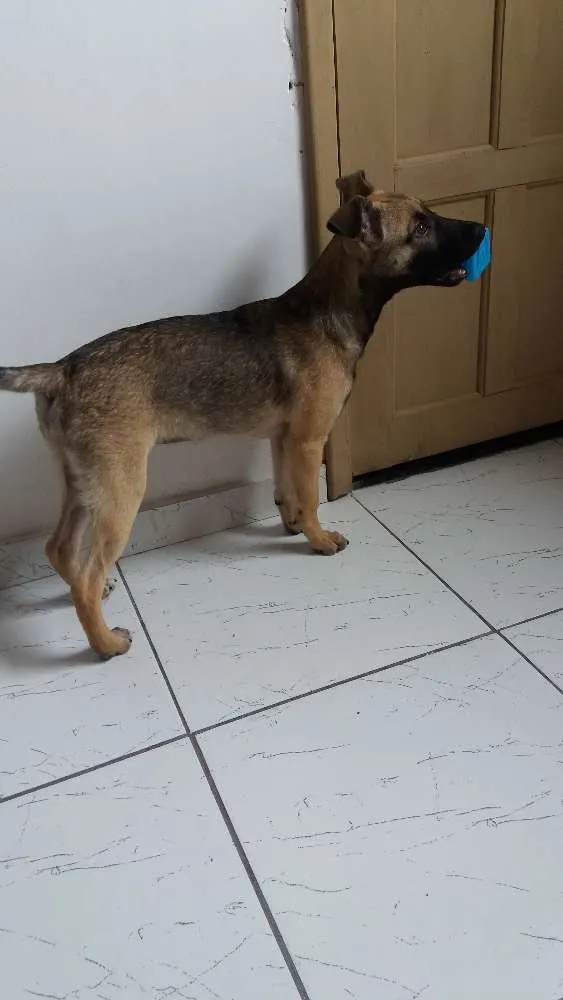 Cachorro ra a SRD idade 2 a 6 meses nome Jade