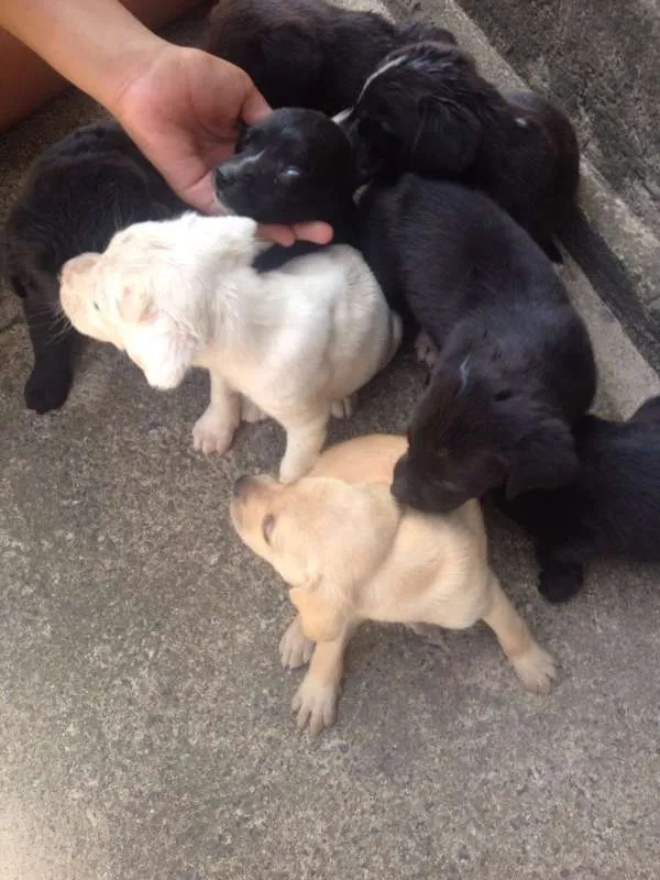 Cachorro ra a Labrador vira lata idade 2 a 6 meses nome Varios