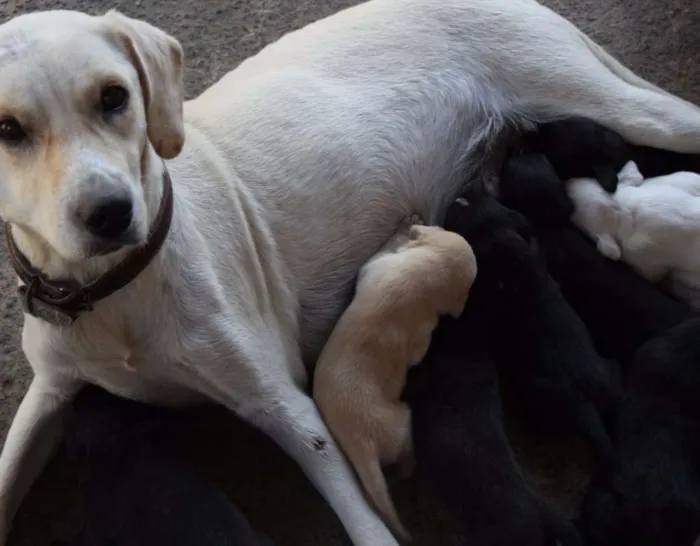 Cachorro ra a Labrador vira lata idade 2 a 6 meses nome Varios