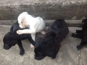 Cachorro raça Labrador vira lata idade 2 a 6 meses nome Varios