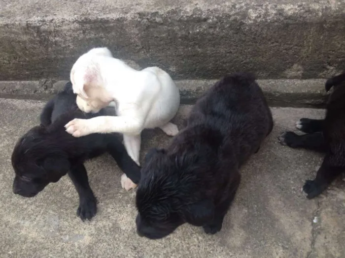 Cachorro ra a Labrador vira lata idade 2 a 6 meses nome Varios