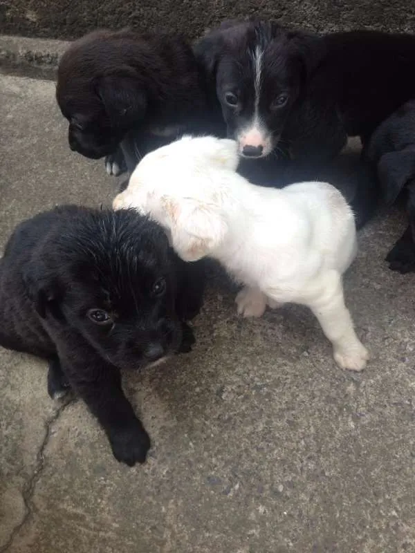 Cachorro ra a Labrador vira lata idade 2 a 6 meses nome Varios