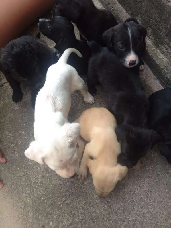 Cachorro ra a Labrador vira lata idade 2 a 6 meses nome Varios