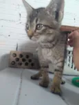 Animais abandonados