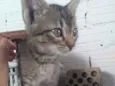 Animais abandonados