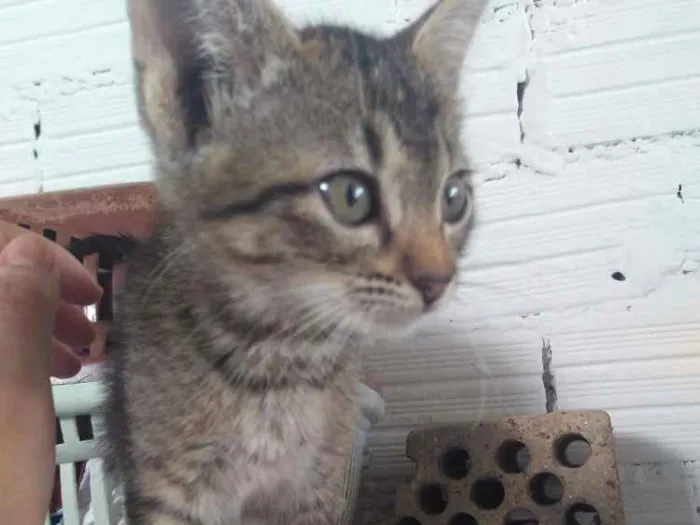 Gato ra a Nao identificado idade 2 a 6 meses nome Animais abandonados
