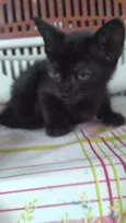 Animais abandonados