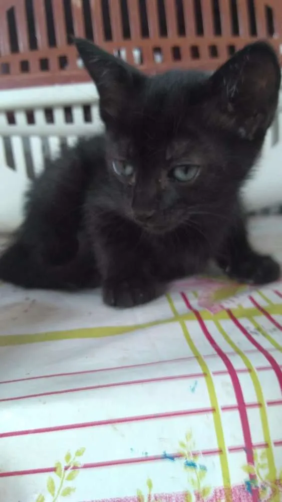 Gato ra a Nao identificado idade 2 a 6 meses nome Animais abandonados