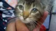 Animais abandonados
