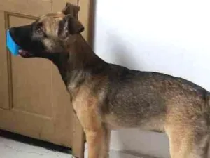 Cachorro raça SRD idade 2 a 6 meses nome Jade
