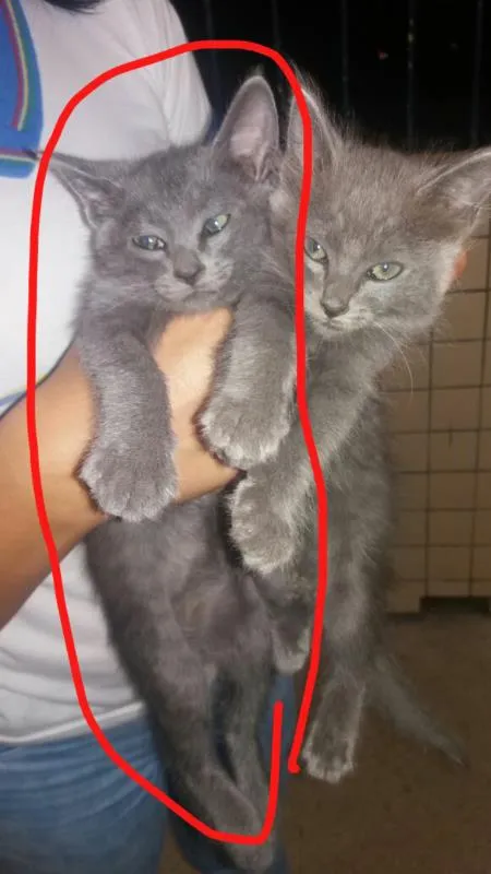 Gato ra a Nao sei idade 2 a 6 meses nome Layla