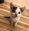 Lilica
