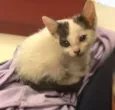 Lilica