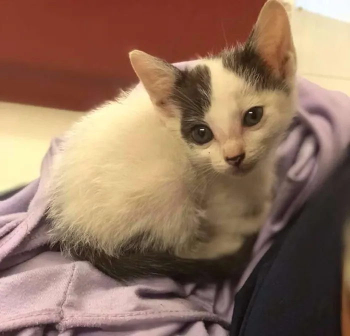 Gato ra a Sem raça definida idade Abaixo de 2 meses nome Lilica