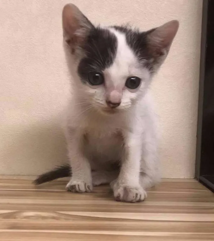 Gato ra a Sem raça definida idade Abaixo de 2 meses nome Lilica