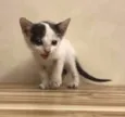 Lilica