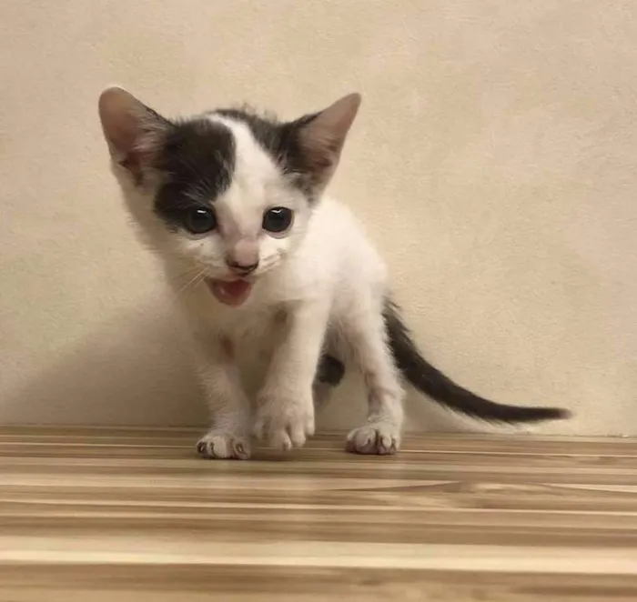 Gato ra a Sem raça definida idade Abaixo de 2 meses nome Lilica