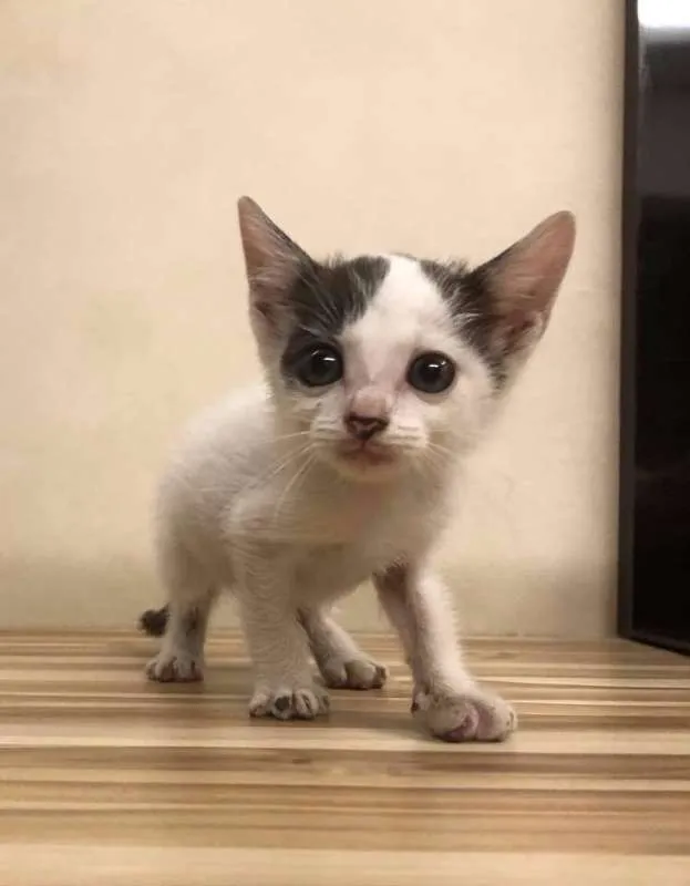 Gato ra a Sem raça definida idade Abaixo de 2 meses nome Lilica