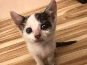 Gato raça Sem raça definida idade Abaixo de 2 meses nome Lilica