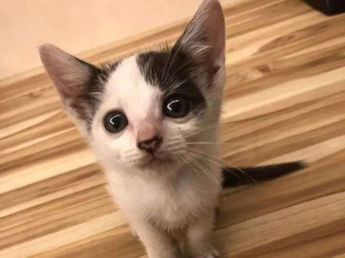 Gato ra a Sem raça definida idade Abaixo de 2 meses nome Lilica