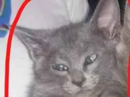 Gato raça Nao sei idade 2 a 6 meses nome Layla