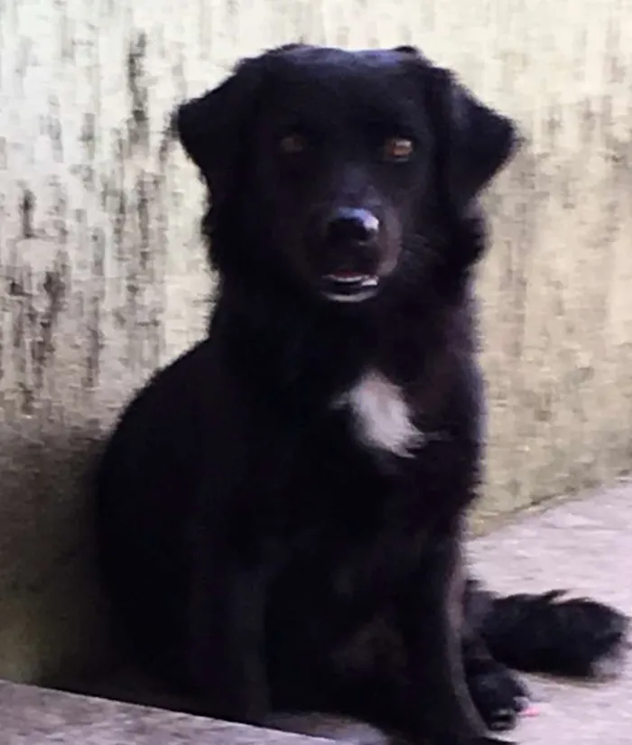 Cachorro raça Mistura idade 2 anos nome Samy