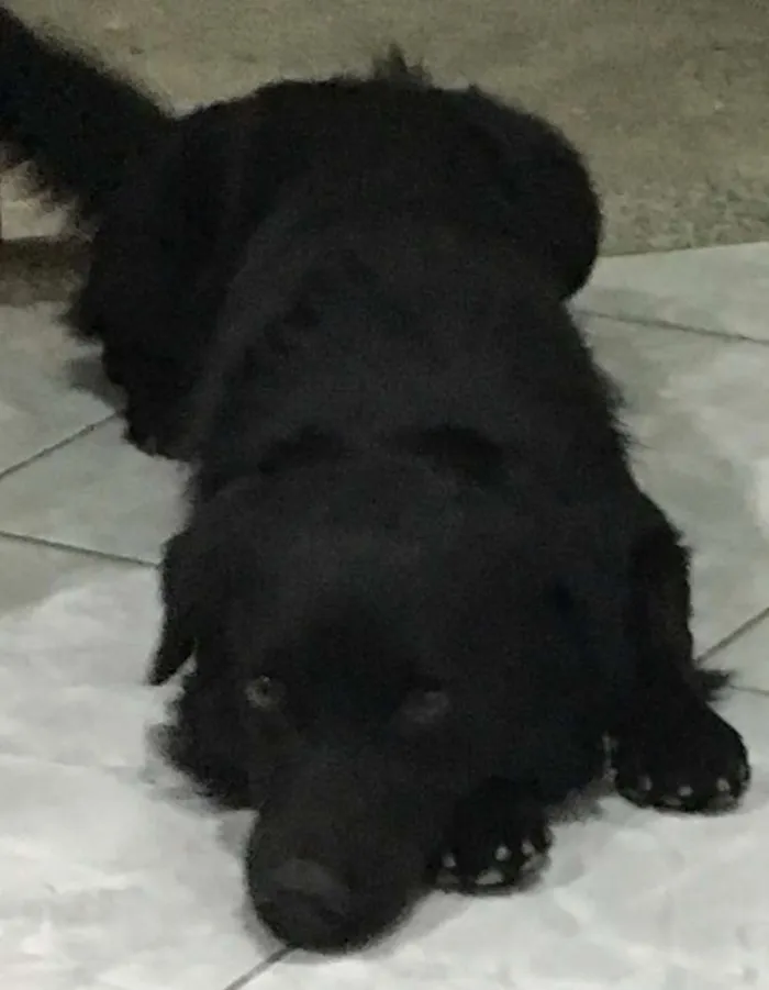 Cachorro raça Mistura idade 2 anos nome Samy