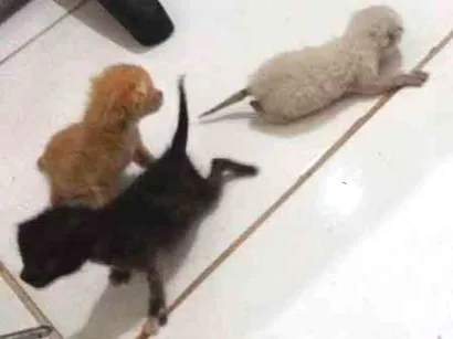 Gato raça Vira  lara idade Abaixo de 2 meses nome Nao sei