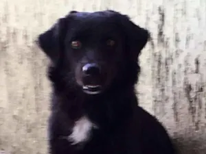 Cachorro raça Mistura idade 2 anos nome Samy