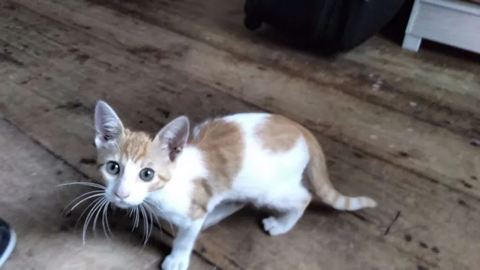 Gato raça  idade 2 a 6 meses nome Mel