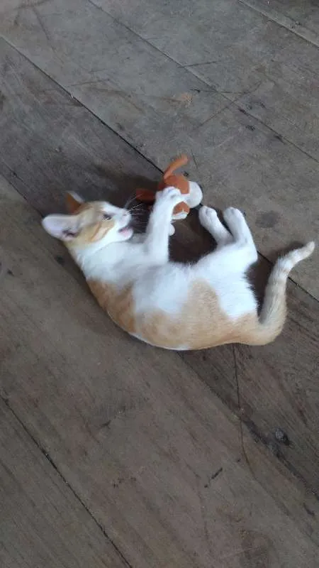 Gato raça  idade 2 a 6 meses nome Mel