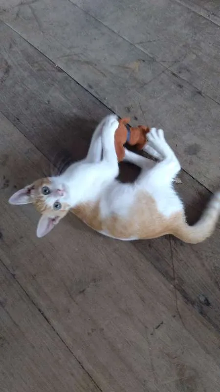 Gato raça  idade 2 a 6 meses nome Mel